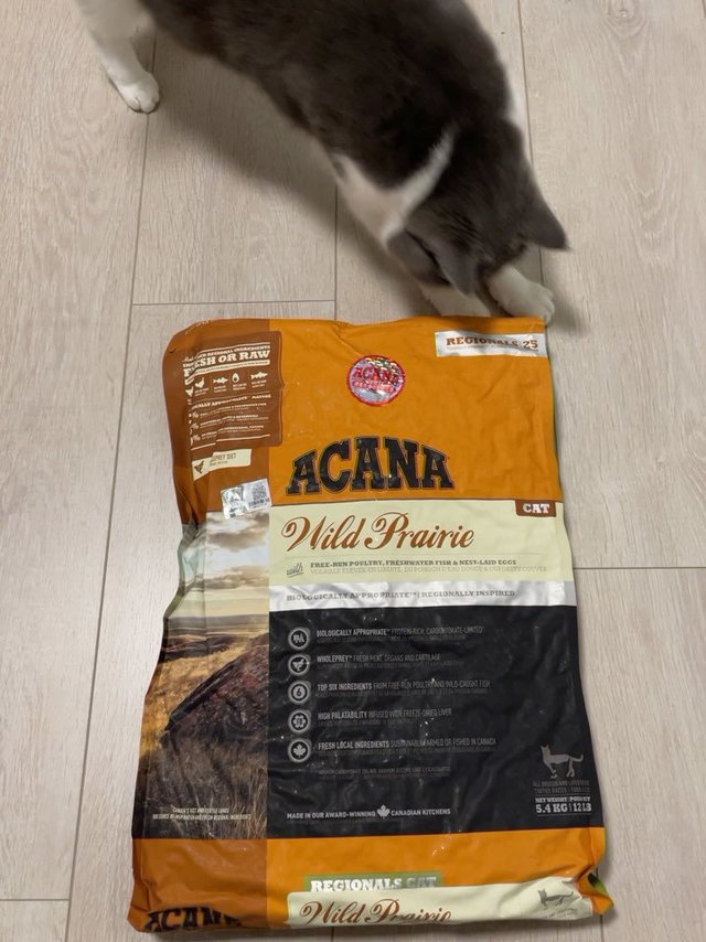 铲屎官绕不开的老牌进口猫粮：爱肯拿