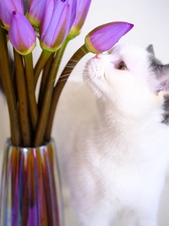 猫猫和睡莲