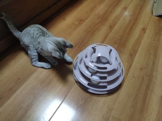 猫咪非常喜欢的玩具
