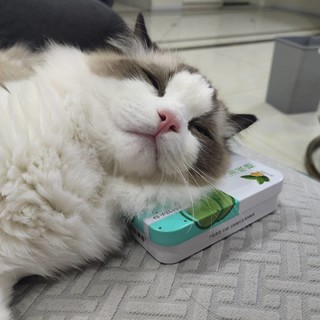 苹果猪你值得拥有