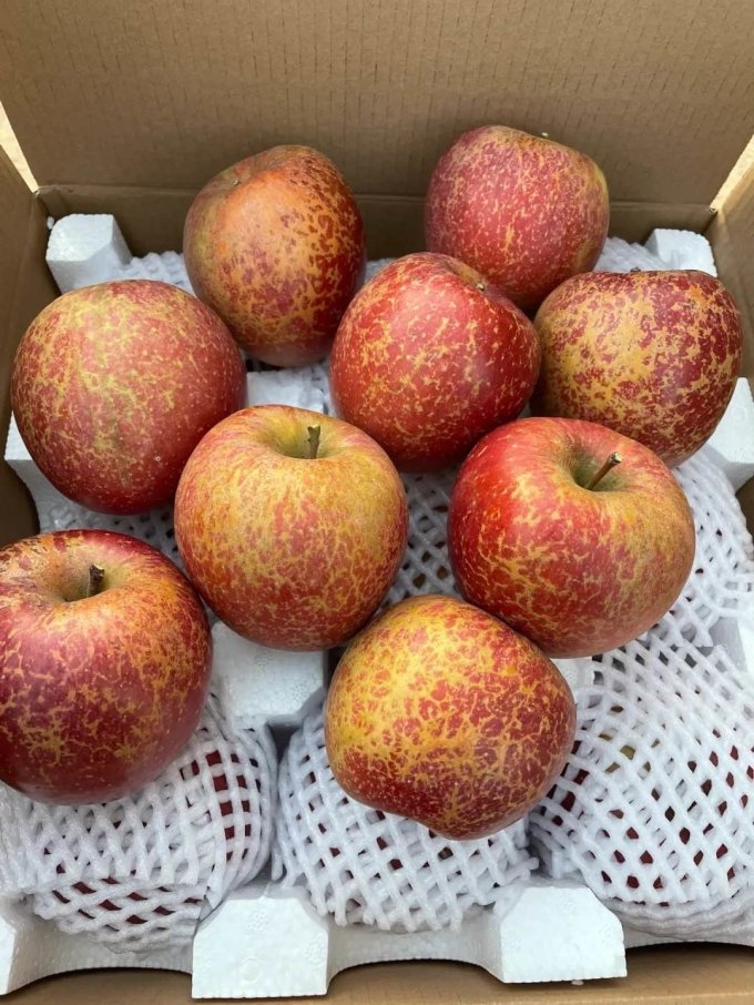 大凉山的丑苹果甜到没对手啊