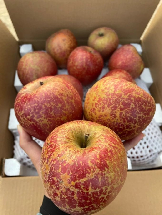 大凉山的丑苹果甜到没对手啊