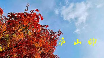 庐山印象 篇十三：秋风起，又是一年枫叶红 