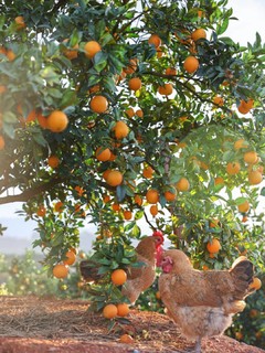 一年一季的赣南脐橙进入采摘倒计时🍊！
