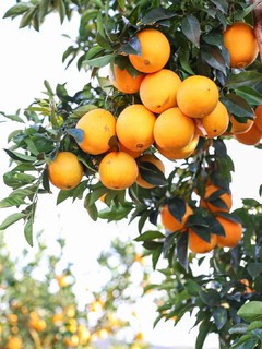 一年一季的赣南脐橙进入采摘倒计时🍊！