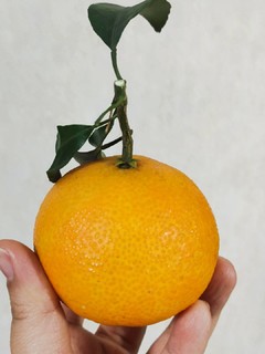 香甜多汁的果冻橙吃起来