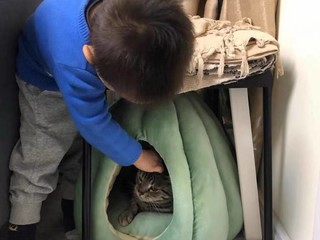 猫窝