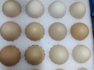双十一狂撸24箱的鸡蛋😂