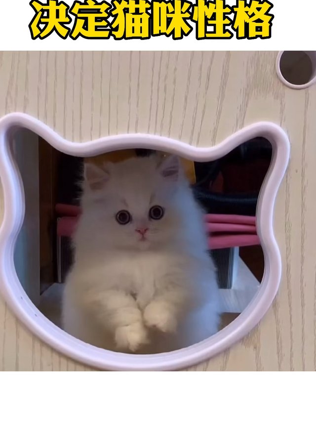 猫咪肉垫决定猫咪性格