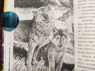 精彩的动物小说《狼王梦》！