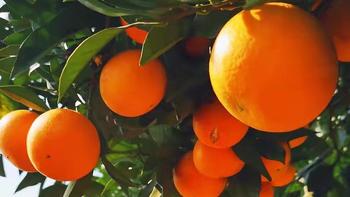 “橙意满怀·化柑甜”之麻阳锦蜜冰糖橙