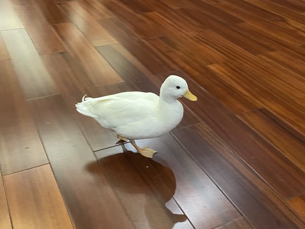 新的小伙伴，网红 柯尔鸭