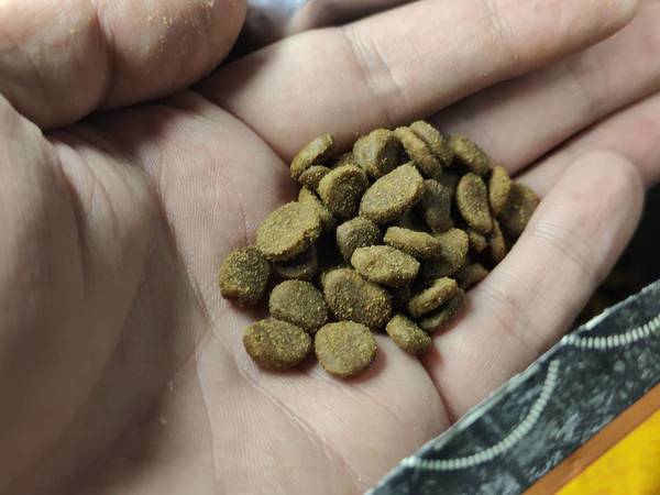 养猫其实花不了多少钱，吃好点更重要。