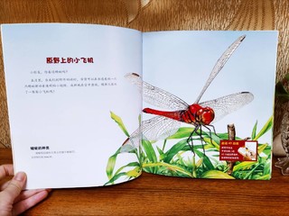 ​好书推荐小牛顿科普-飞行技术一流的蜻蜓
