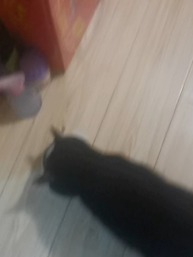 入手猫粮的体验