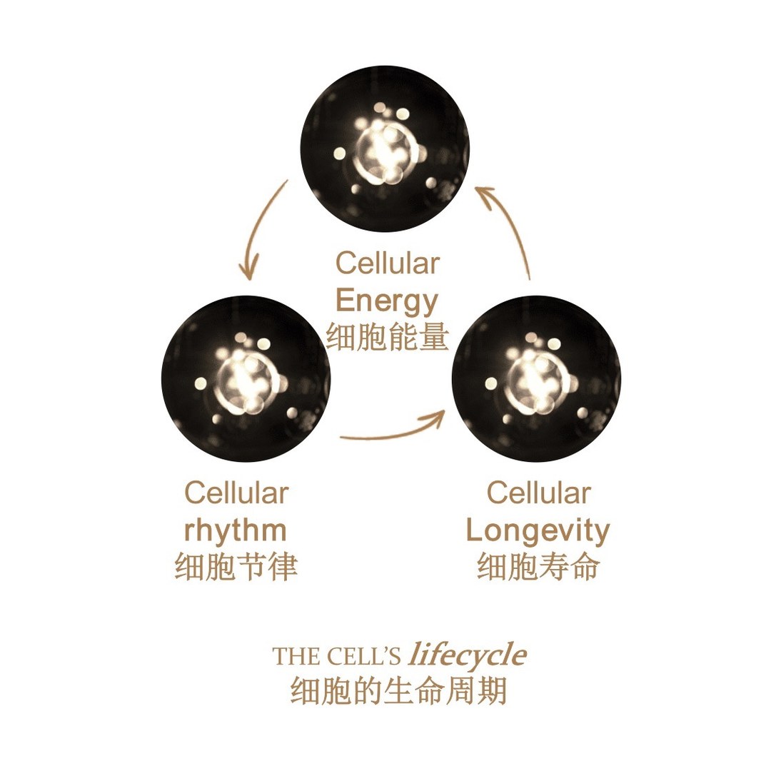 拨正细胞代谢时钟，解锁自发性逆龄肌密～