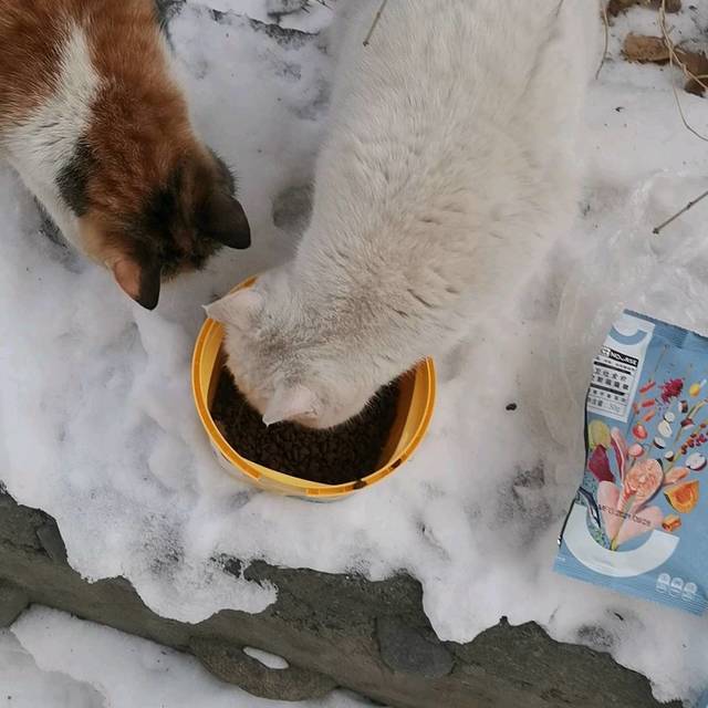 入手卫仕猫粮的体验