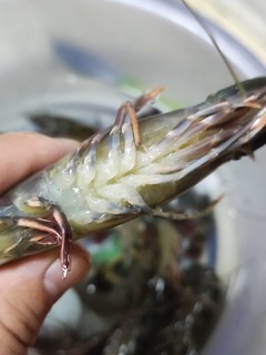 这肥美鲜满硕大的黑虎虾，年夜饭必备啊！