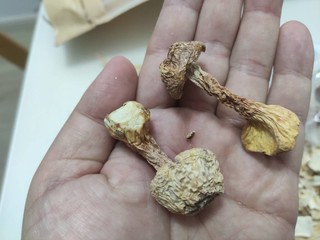 12.9就能实现菌菇自由，这个汤包不简单