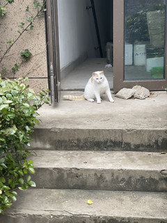 斯玛库善玉多无谷益生菌猫粮