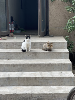 斯玛库善玉多无谷益生菌猫粮