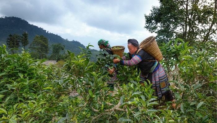 葡萄酒能，普洱茶为什么不能？ | 许怡先说普洱