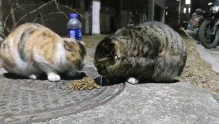 入手猫粮的体验