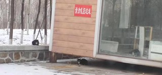 入手猫粮的体验