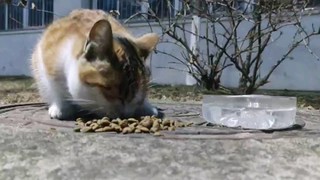 救助流浪猫的体验