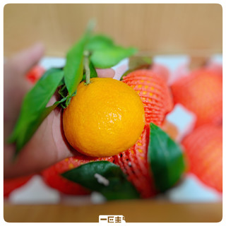 香甜爆汁❗️四川果冻橙柑橘