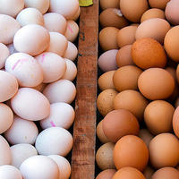买鸡蛋时，选红皮蛋还是白皮蛋？养鸡场大妈：记住这几点，准没错