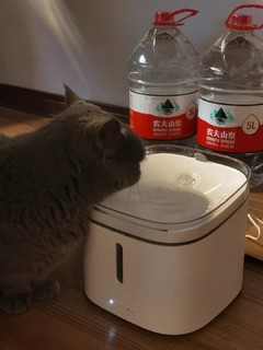 小猫也爱喝水