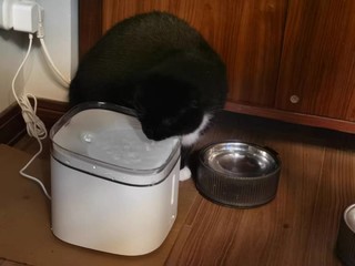 小猫也爱喝水