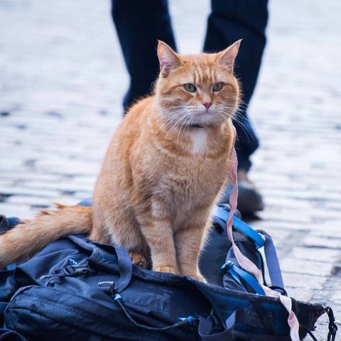 2021年我为院子里流浪猫买过的猫粮和猫罐头—科学投喂 控制数量