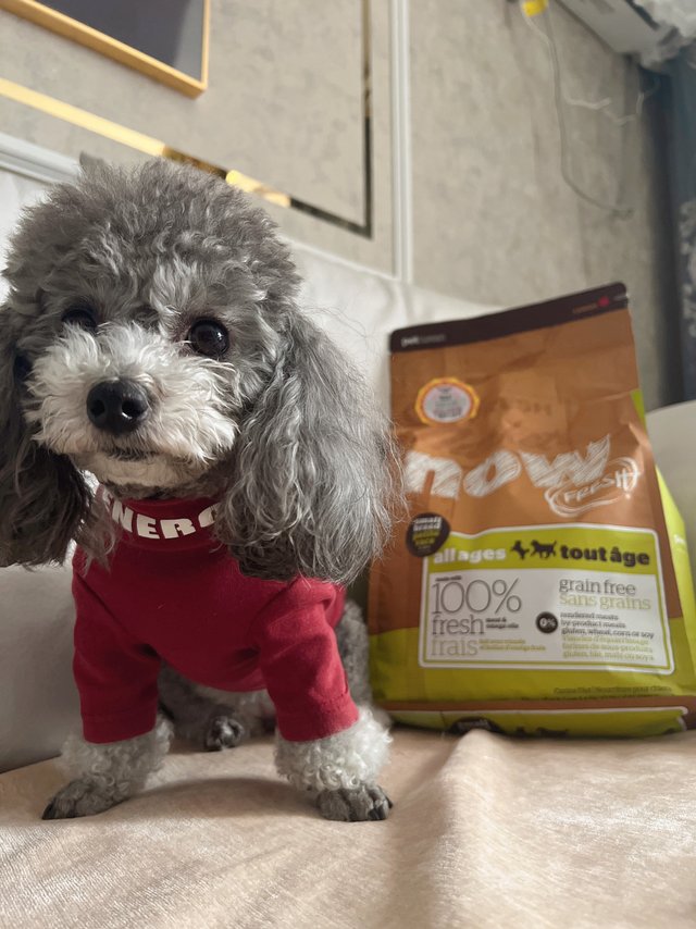 吃了十来年的狗粮now 四叶草