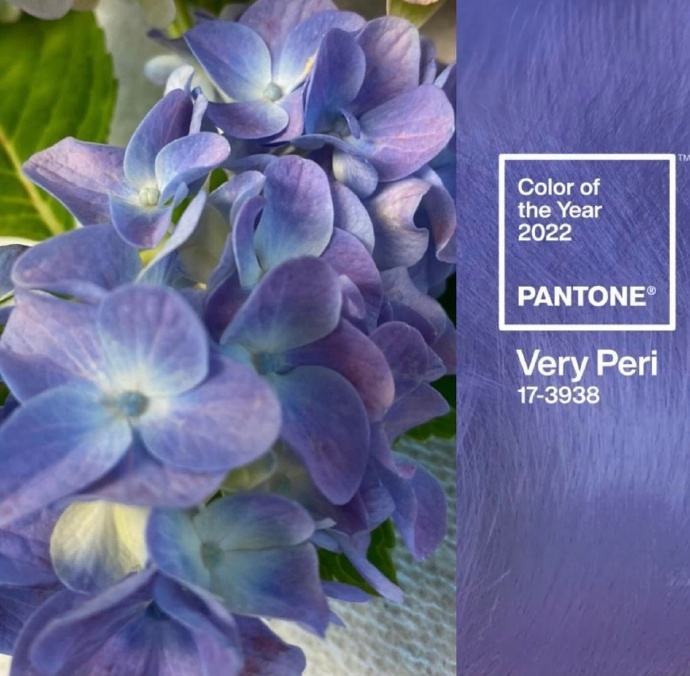 潘通发布2022流行色，长春花蓝到底是个什么颜色？