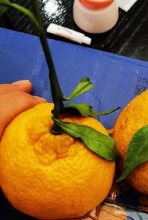 鲜甜而不腻丑橘