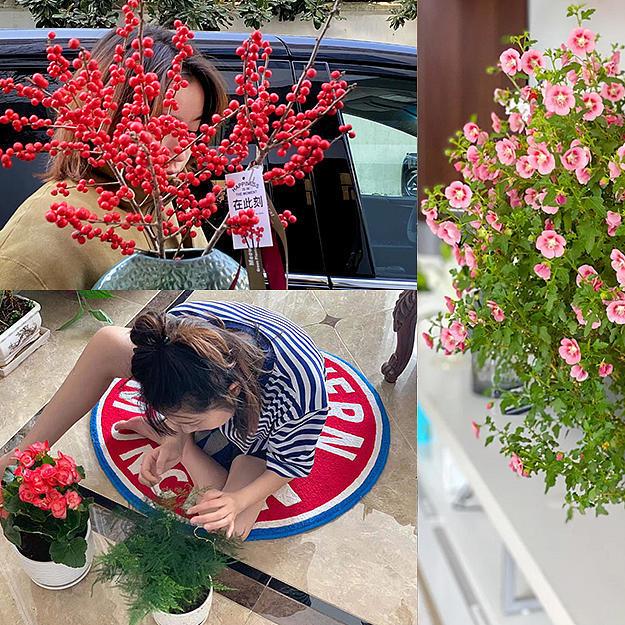 过年必备盆栽 | 20款好看易养的懒人绿植，拼多多店铺低至3元起！附养护心得