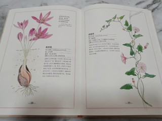 冬天去哪里看花？