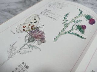 冬天去哪里看花？