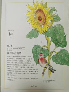 冬天去哪里看花？