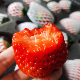丹东大草莓🍓🍓🍓🍓好吃😋