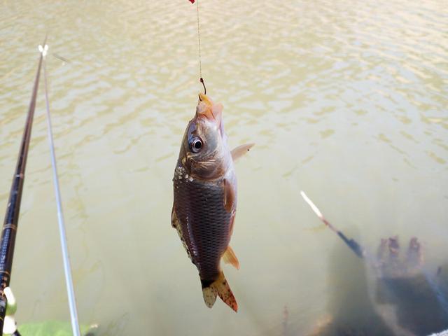 钓圈29期：钓鱼人用过的奇葩饵料，快看看有没有你爱用的！