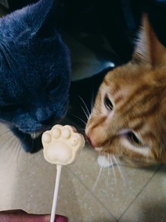 逗猫棒—猫咪棒棒零食