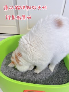 猫砂选的好，养猫轻松没烦恼