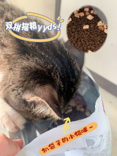 猫主子的最爱