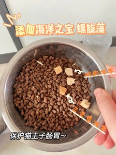 猫主子的最爱