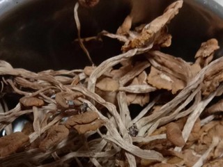 鲜美茶树菇