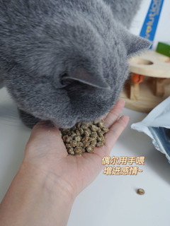 平价猫粮分享丨黑鼻头低敏猫粮