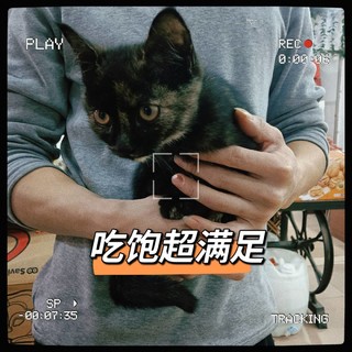 百利无谷鸡猫粮，喵咪的最佳选择 